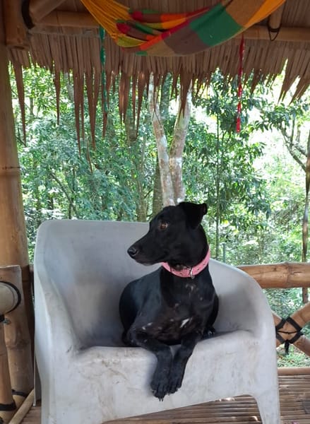 USLA, Femelle junior Berger Créole