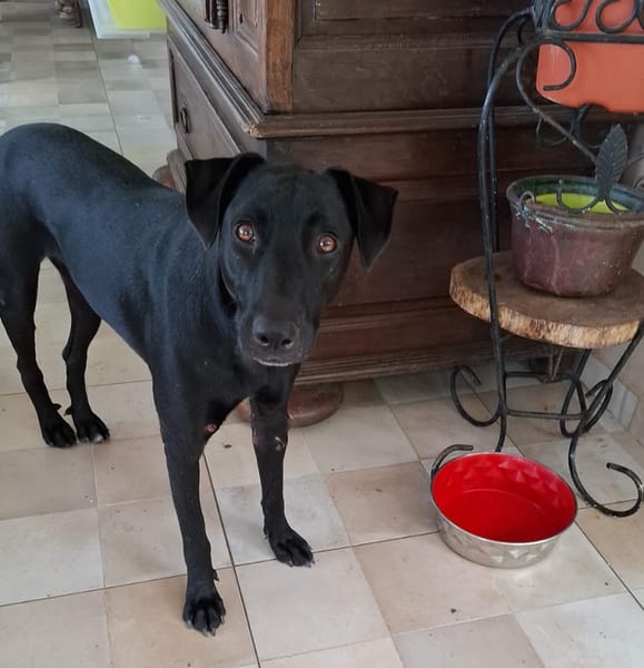 USLA, Femelle junior Berger Créole