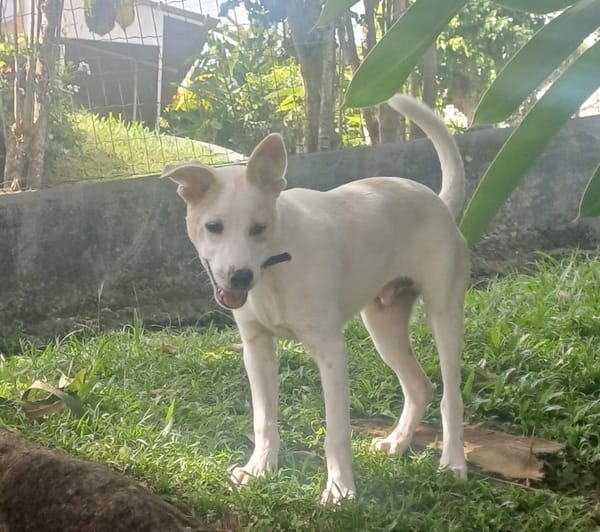 HOWDY, Chiot Berger Créole