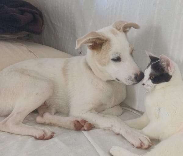 HOWDY, Chiot Berger Créole