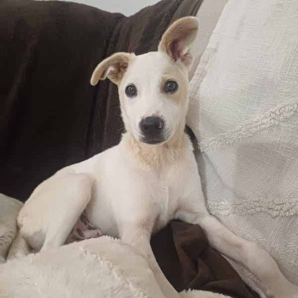 HOWDY, Chiot Berger Créole