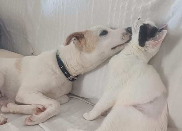 HOWDY, Chiot Berger Créole