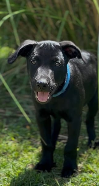 LOCKY, Chiot mâle Croisé Labrador