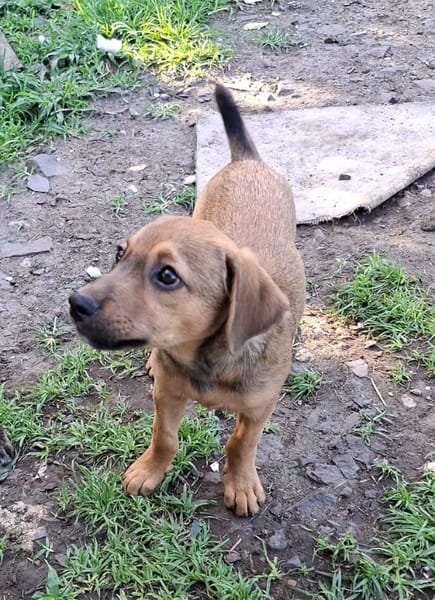 VERA, chiot femelle Berger Créole