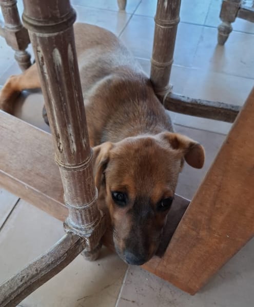 VERA, chiot femelle Berger Créole