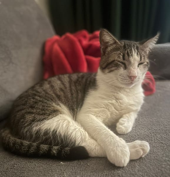 DIDIER, chat européen