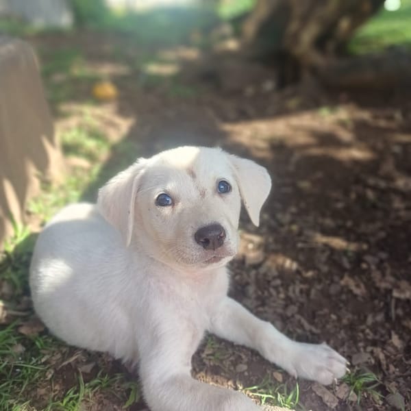 AUSTIN, chiot Croisé Labrador mâle