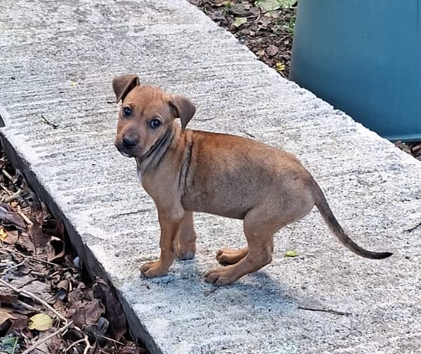 KARAMELLE, Chiot femelle Berger Créole