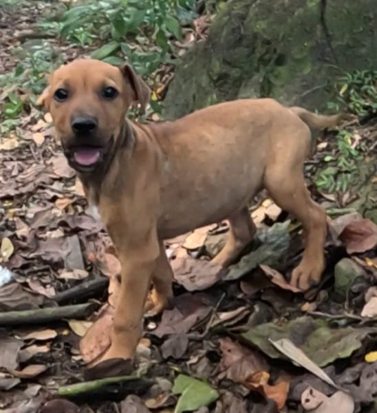 KARAMELLE, Chiot femelle Berger Créole
