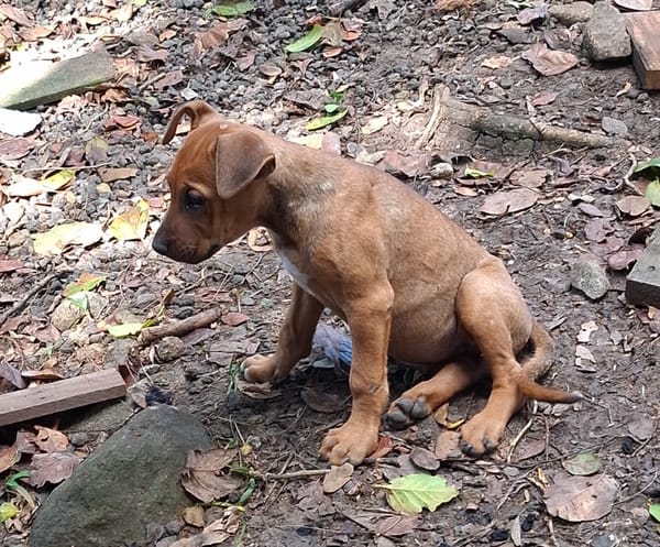 KARAMELLE, Chiot femelle Berger Créole