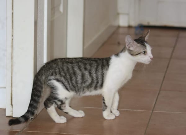 MOHAI, Chaton mâle européen