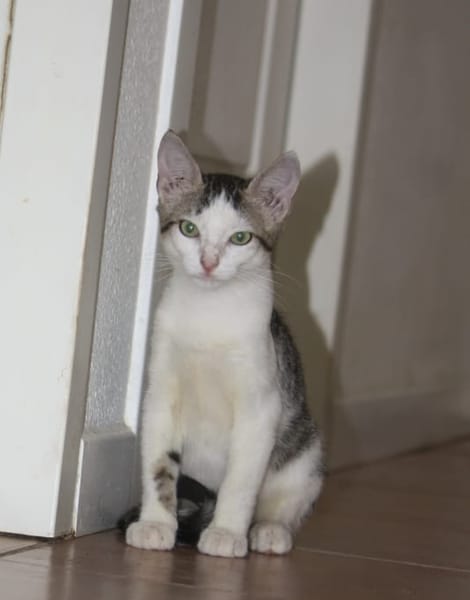 MOHAI, Chaton mâle européen