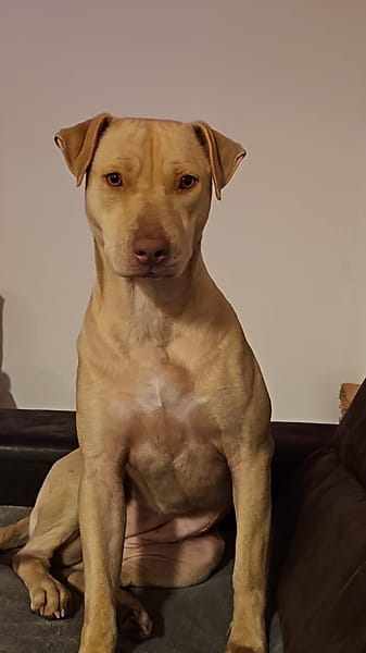 PHOENIX Croisée Labrador Femelle junior