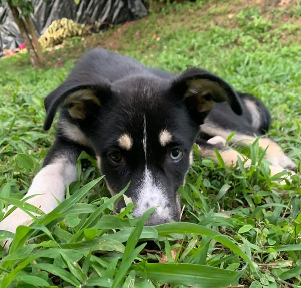 TOUPI, chiot Croisé Husky