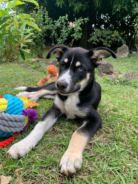 TOUPI, chiot Croisé Husky