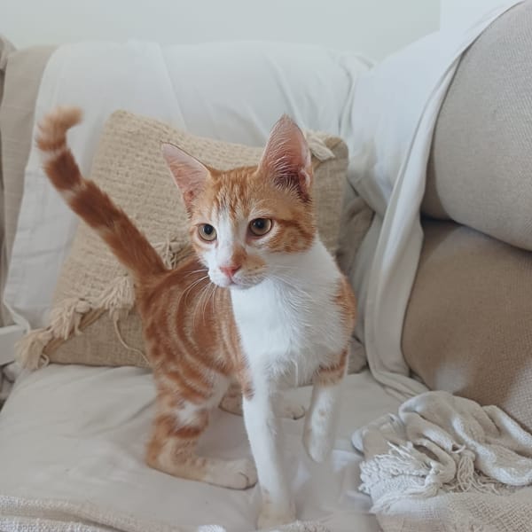 ZEPHYR, Chaton mâle créole