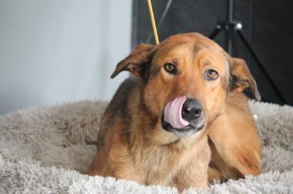 Almin sucht liebevolle Familie...