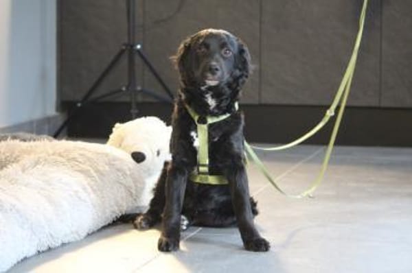 Indo sucht sein Glück....