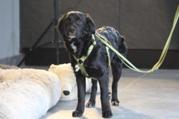 Indo sucht sein Glück....