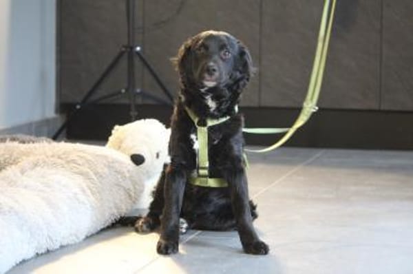 Indo sucht sein Glück....