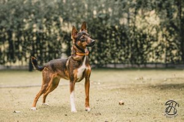 Kleine Yoko1 sucht ein Zuhause/Pflegeste