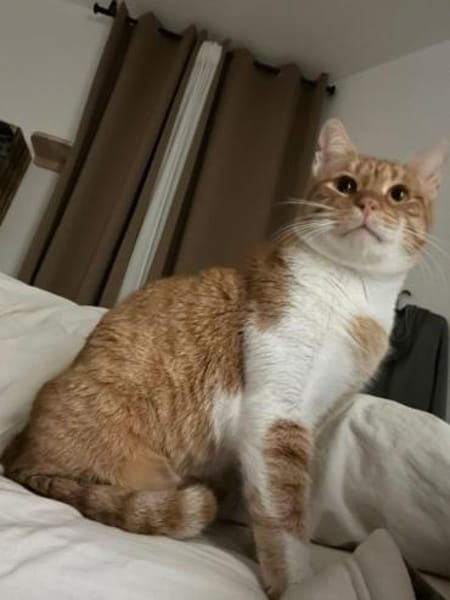 Freundlicher ime (Simon)