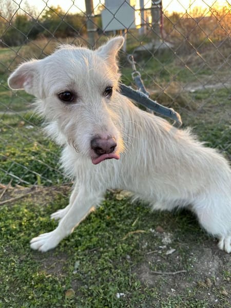 🐾❤. FRITZCHEN, 40/45 cm