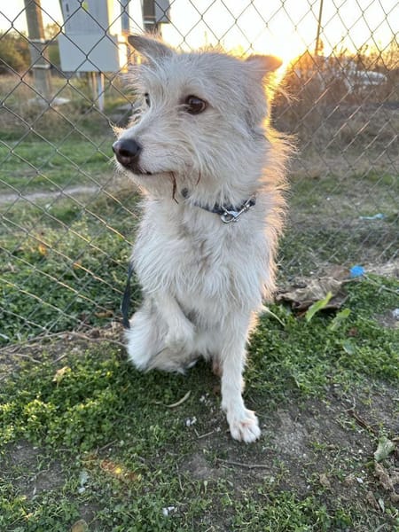 🐾❤. FRITZCHEN, 40/45 cm