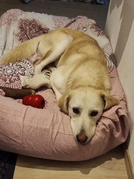 Hündin Coco im Allgäu