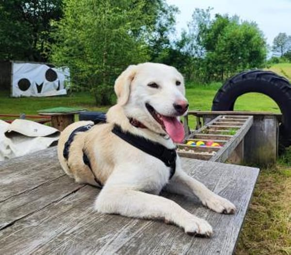 Hündin Coco im Allgäu