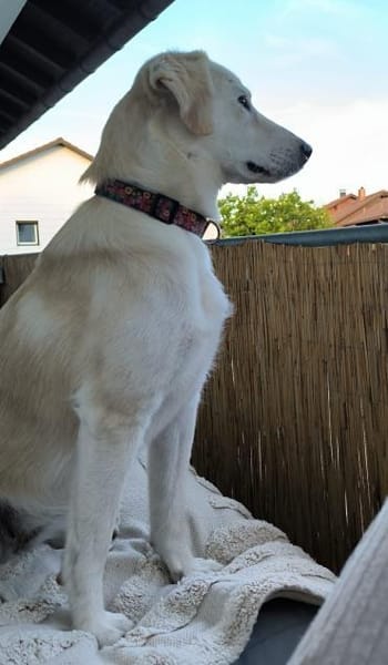 Hündin Coco im Allgäu