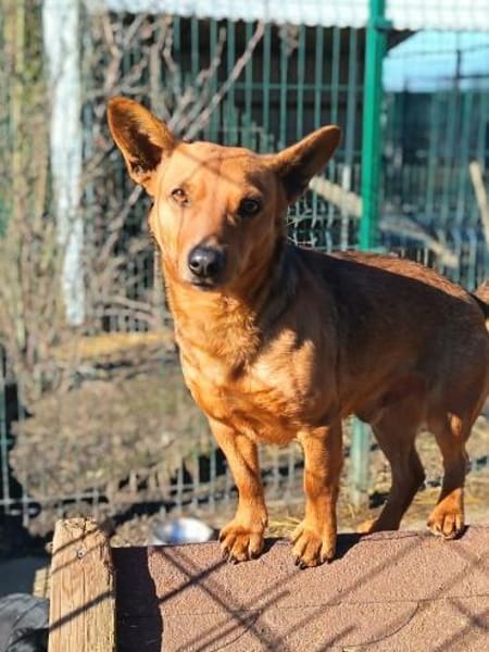 Chaarmanter Zulu sucht euch