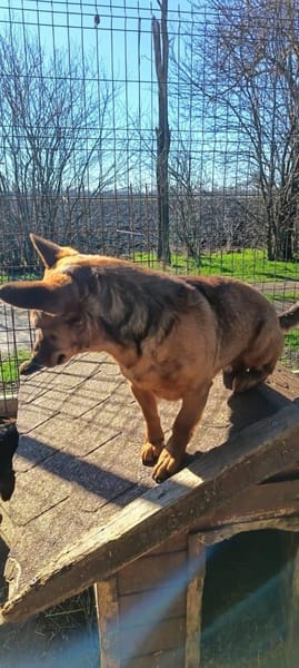 Chaarmanter Zulu sucht euch