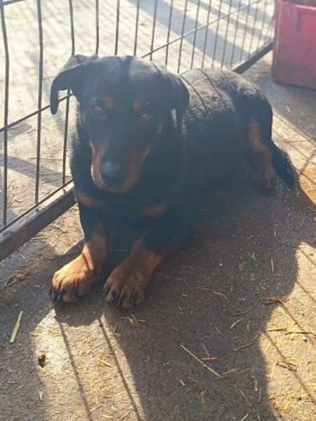 Liebenswerter Olli sucht Zuhause