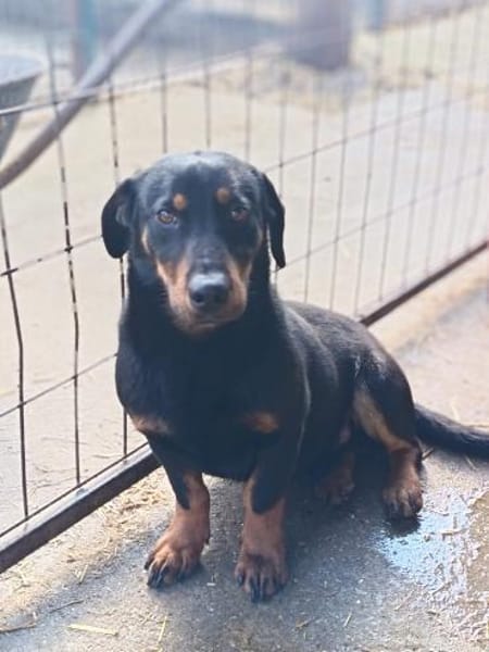 Liebenswerter Olli sucht Zuhause