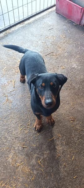 Liebenswerter Olli sucht Zuhause