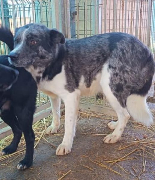 Izzy sucht ihre Familie