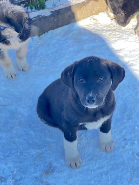 Pippa sucht ihr Zuhause