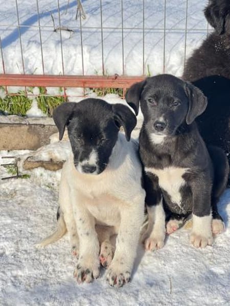 Pippa sucht ihr Zuhause