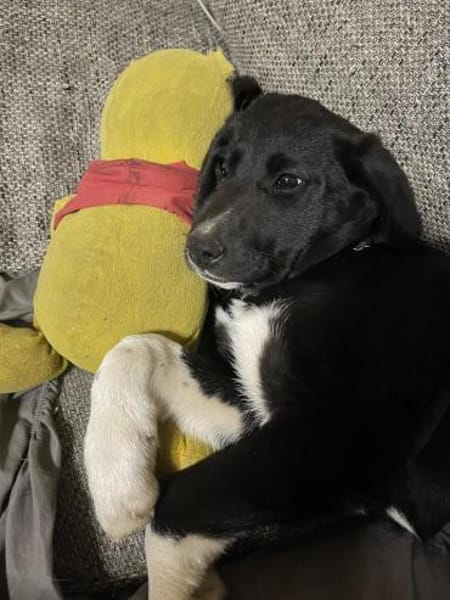 Pippa sucht ihr Zuhause