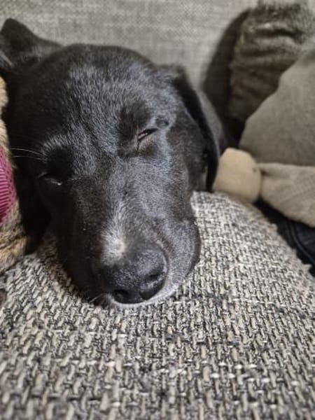 Pippa sucht ihr Zuhause