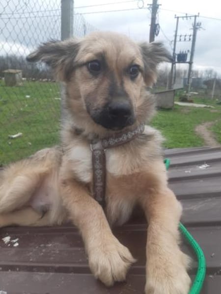 🐾❤ RUDI auf PS  Nähe Dresden.