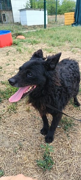 Liebenswerte Dama sucht euch