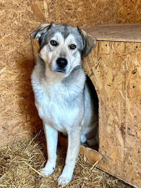 Floky - ein Traumhund - sucht Dich