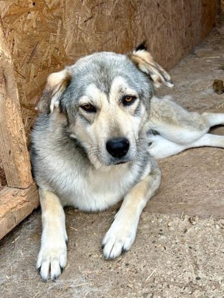 Floky - ein Traumhund - sucht Dich