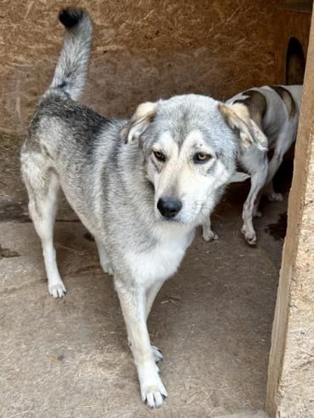 Floky - ein Traumhund - sucht Dich