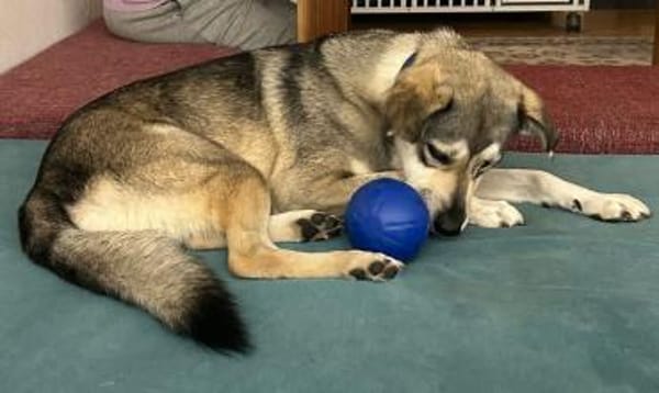 Floky - ein Traumhund - sucht Dich