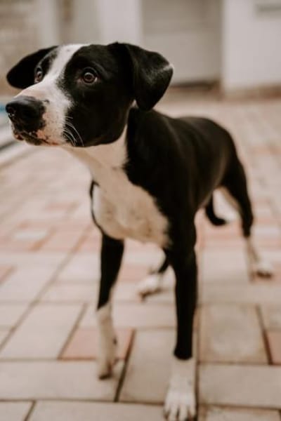 Lenny-bildhübscher Rüder sucht Zuhause