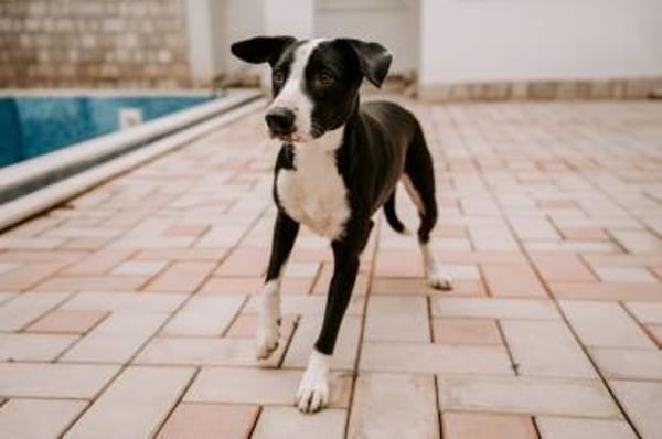 Lenny-bildhübscher Rüder sucht Zuhause