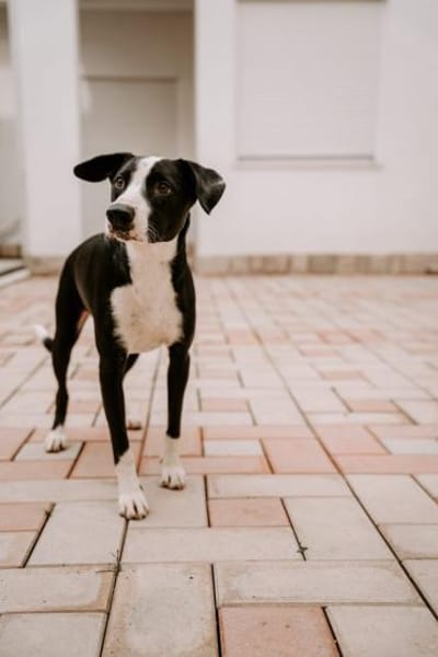 Lenny-bildhübscher Rüder sucht Zuhause